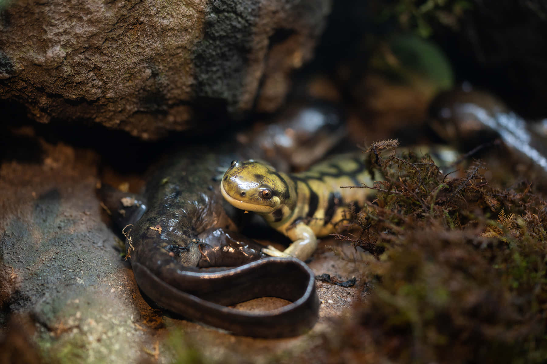 Tiger Salamanderin Habitat Wallpaper