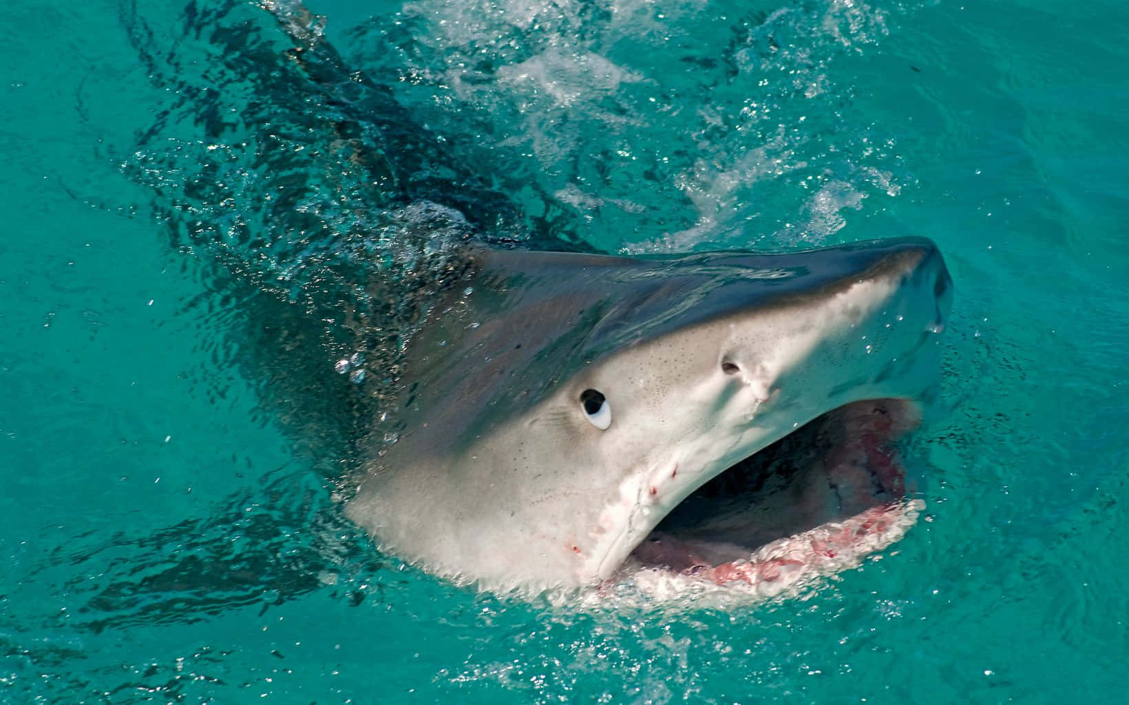 Tiger Shark Emerging From Water Wallpaper