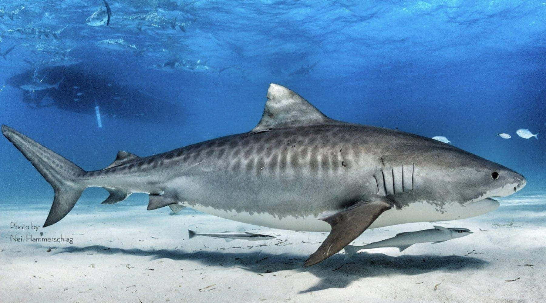 Tiger Shark Swimming Over Sandy Bottom Wallpaper