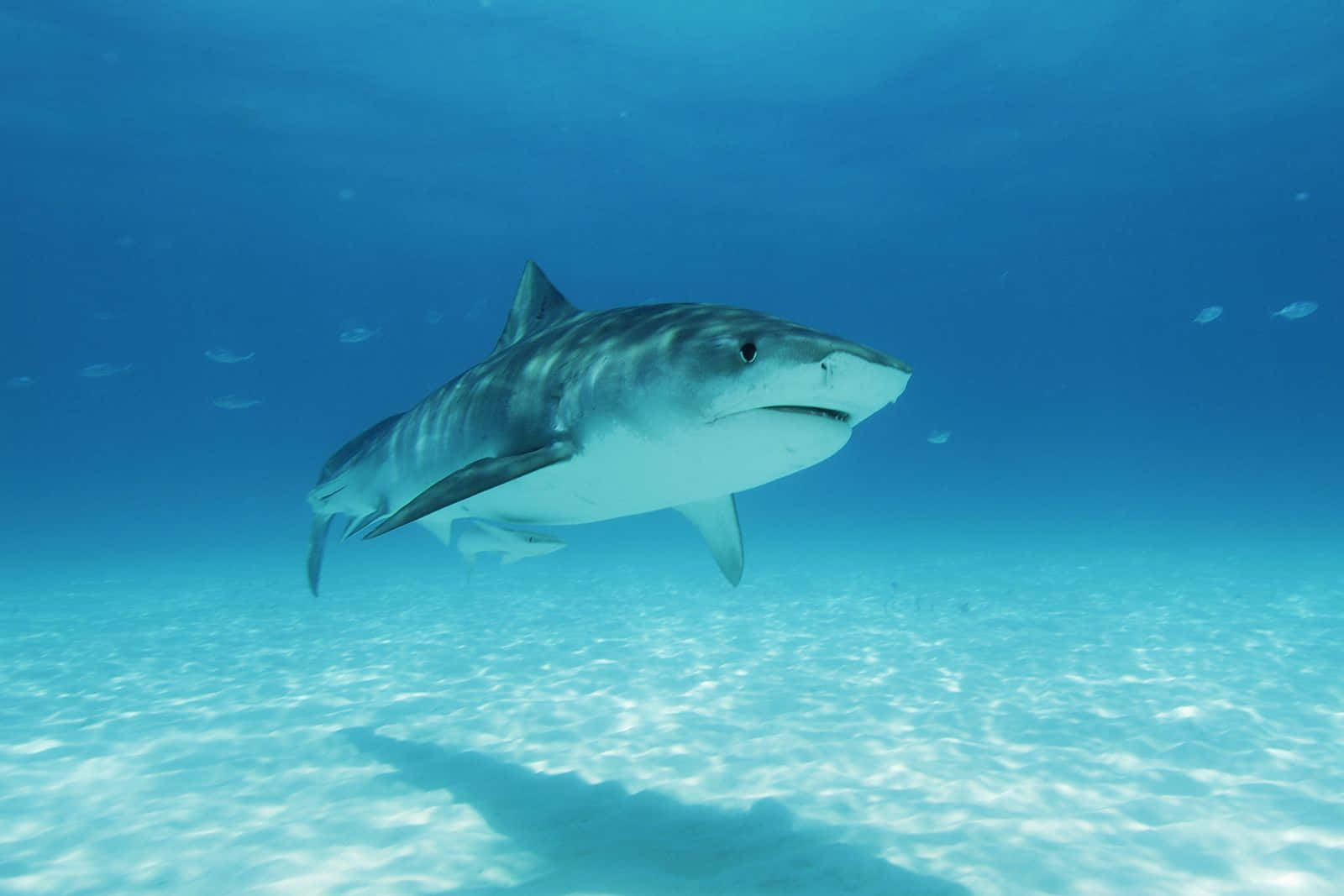 Tiger Shark Swimming Over Sandy Seabed Wallpaper