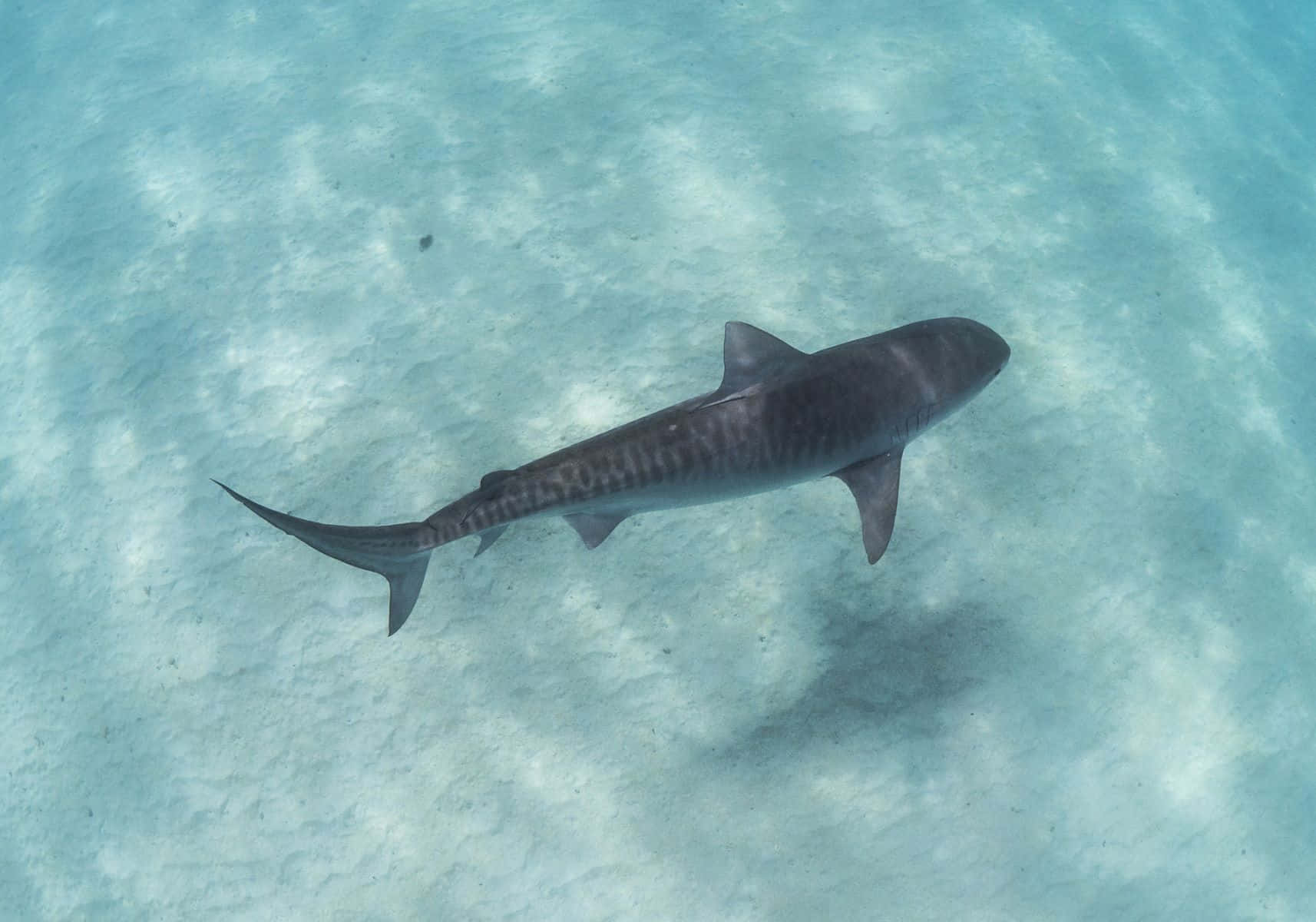 Tiger Shark Swimming Over Sandy Seabed Wallpaper