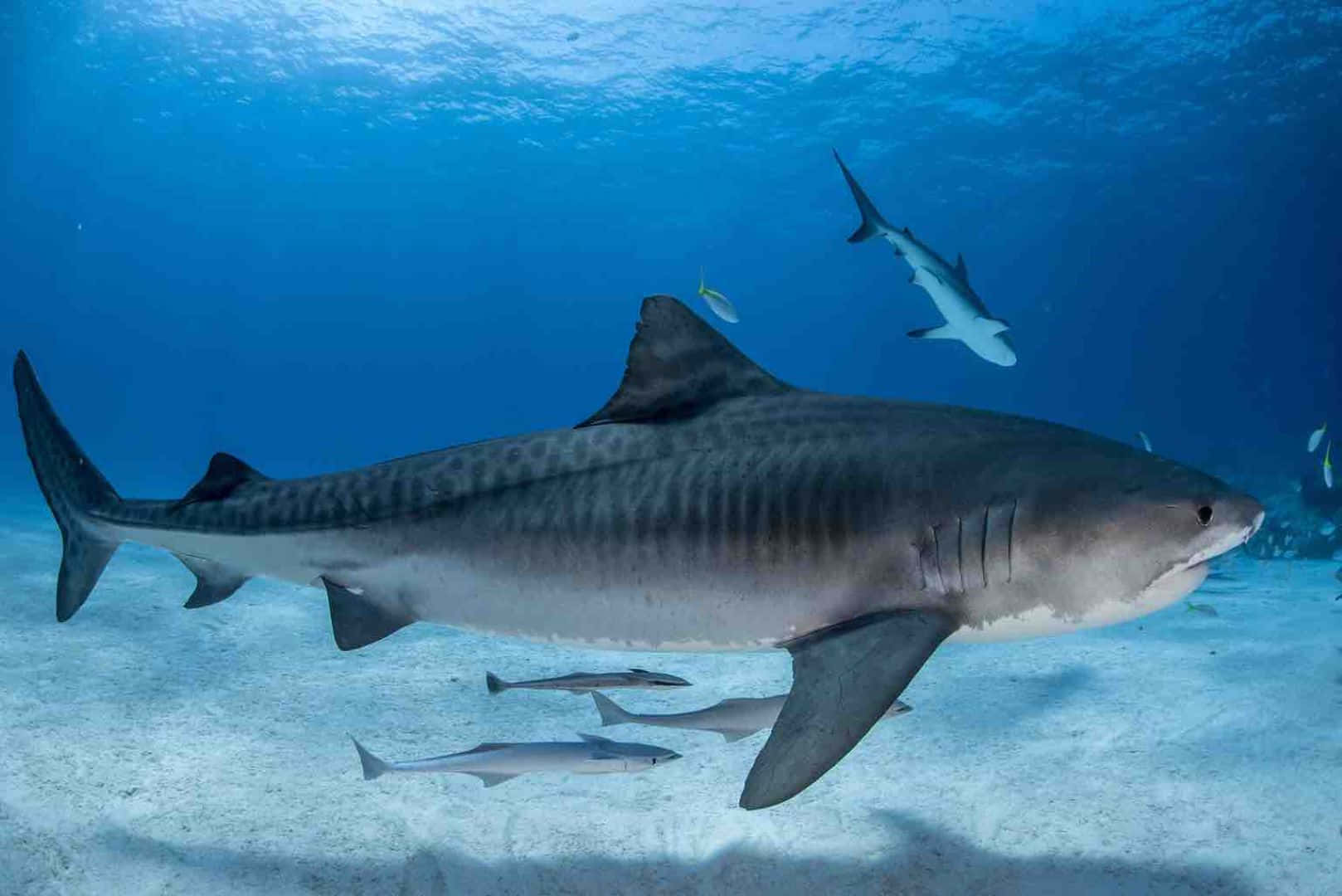 Tiger Shark Swimming Underwater Wallpaper