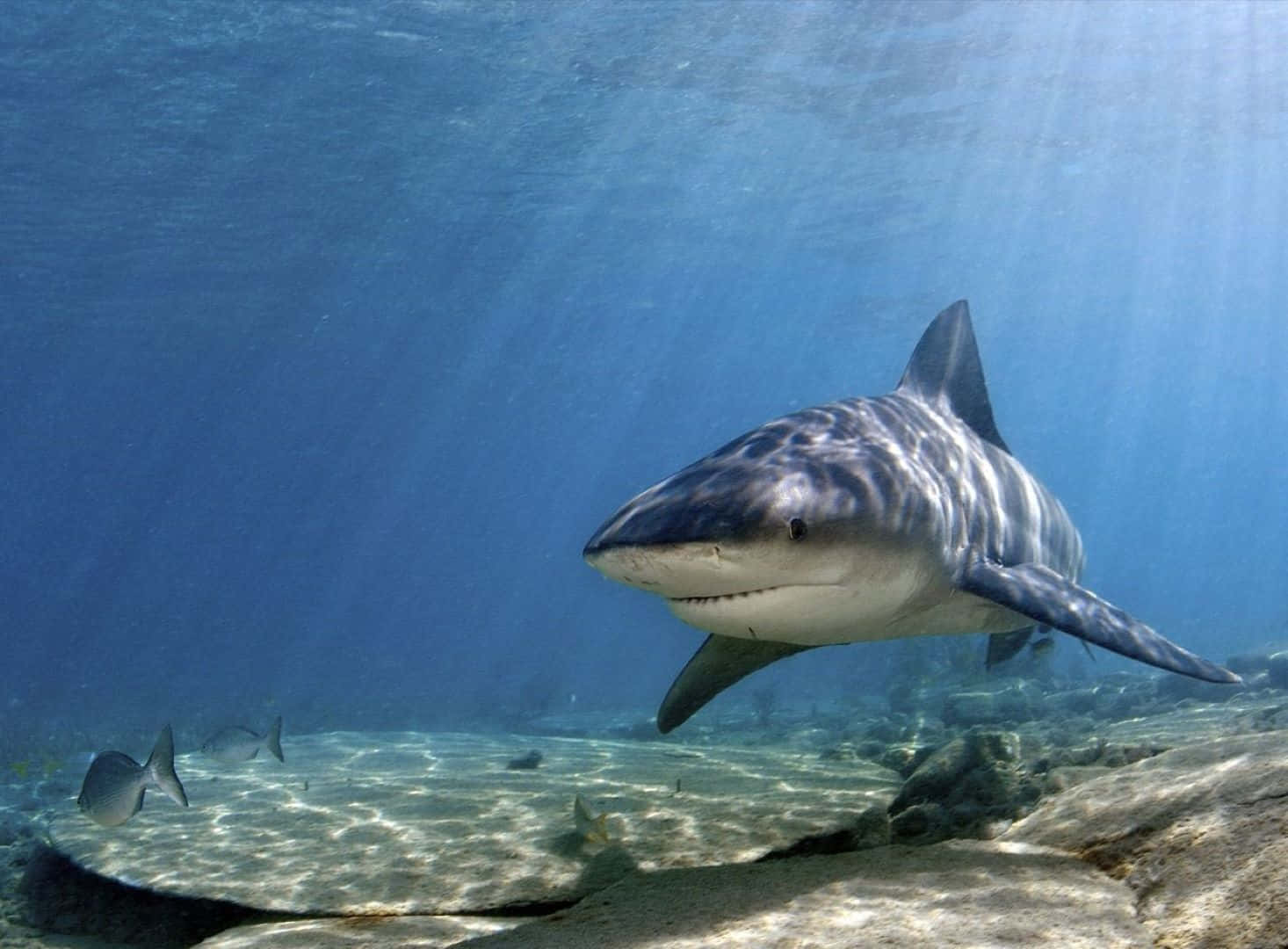 Tiger Shark Underwater Encounter Wallpaper