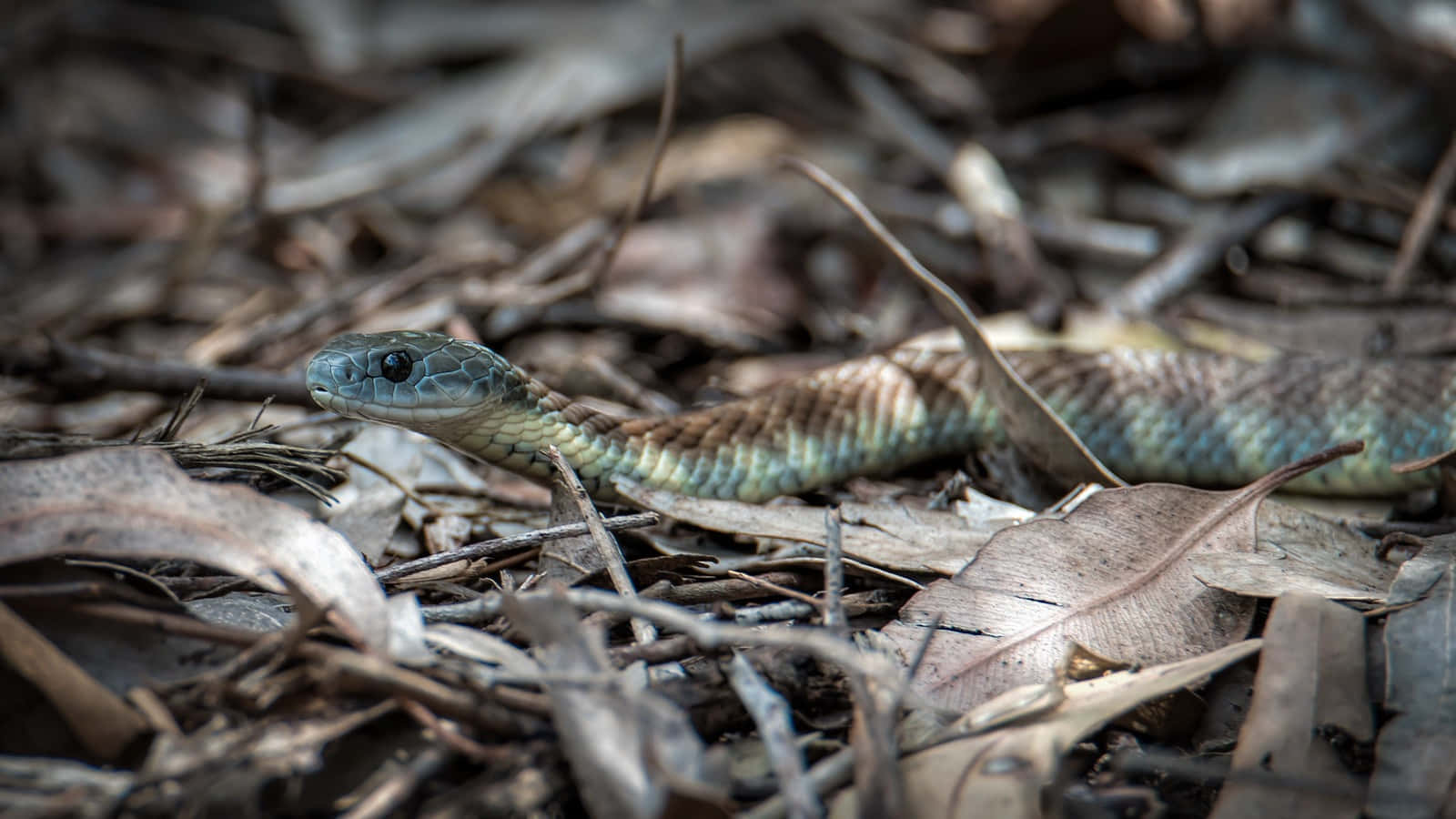 Tiger Snake Camouflagedin Natural Habitat.jpg Wallpaper