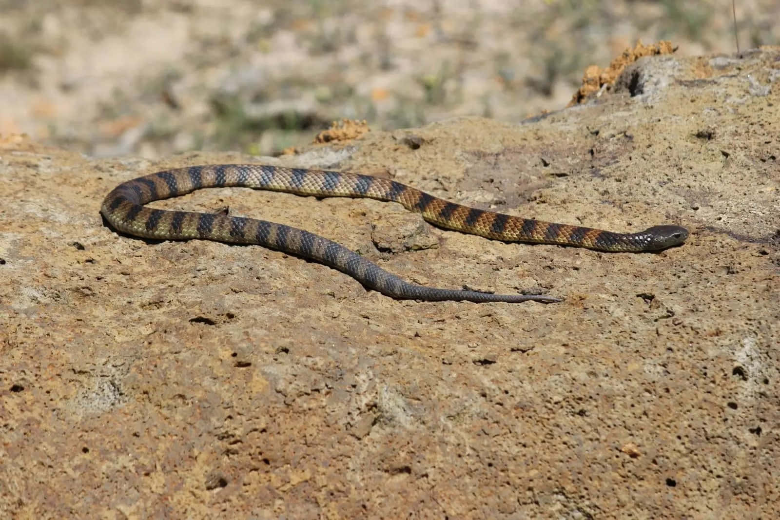 Tiger Snakeon Rocky Terrain Wallpaper