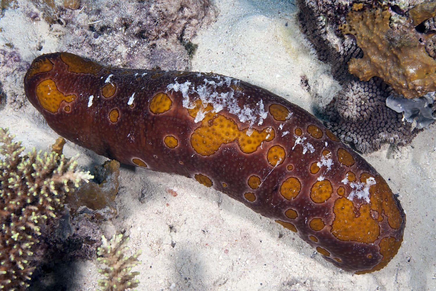 Tiger Striped Sea Cucumber Wallpaper