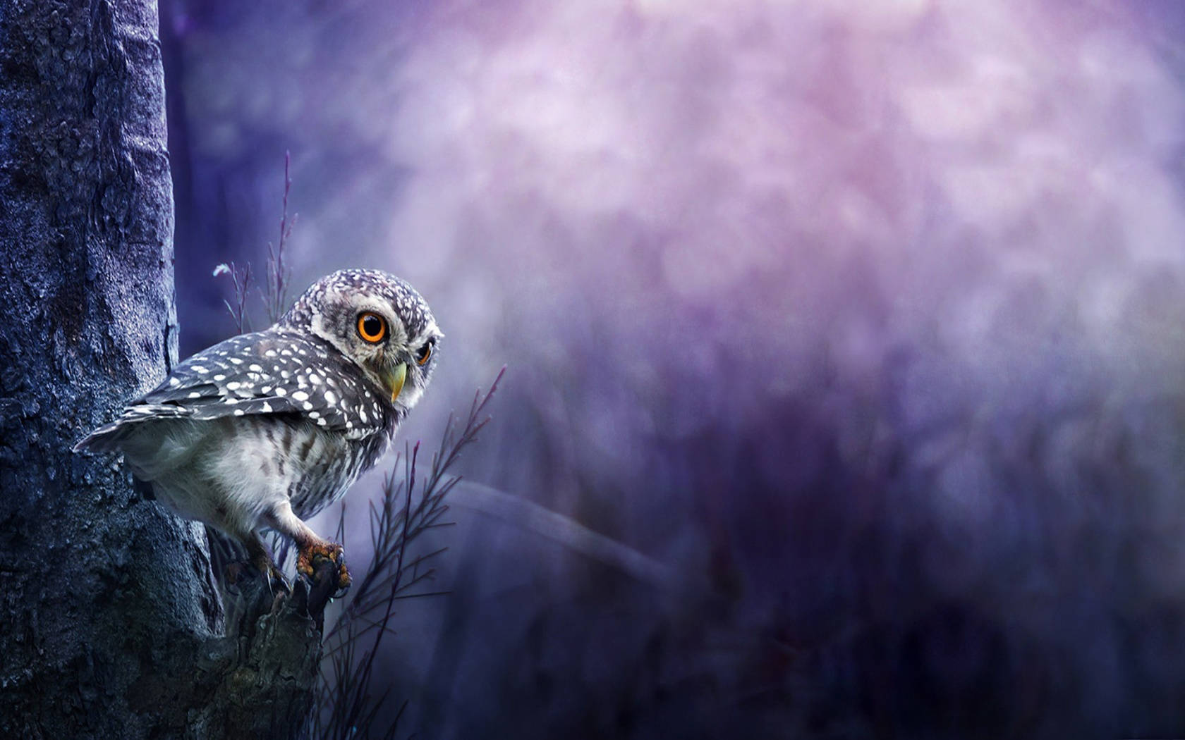 Tiny Blue Owl Wallpaper