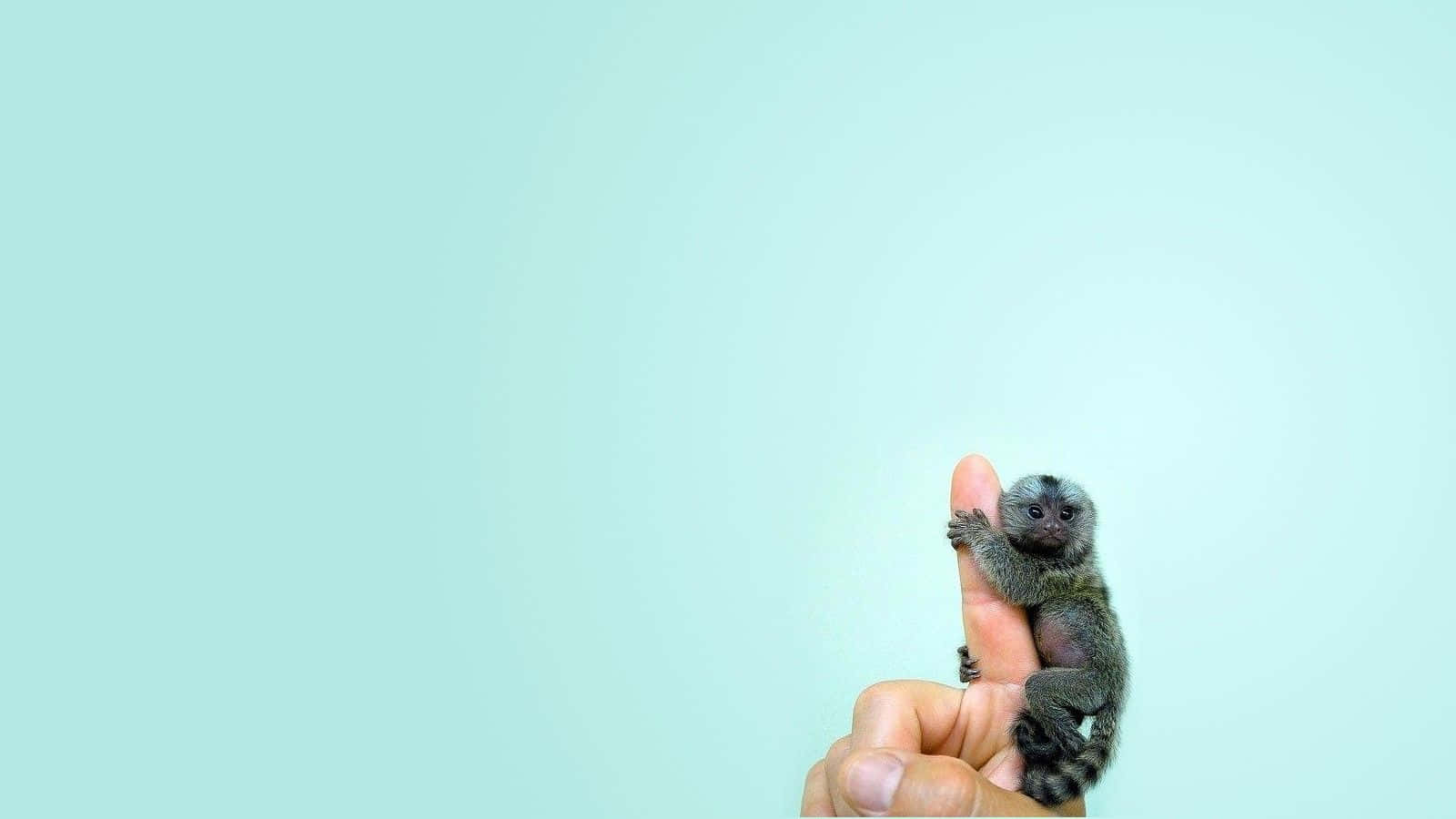 Tiny Marmoseton Finger Wallpaper