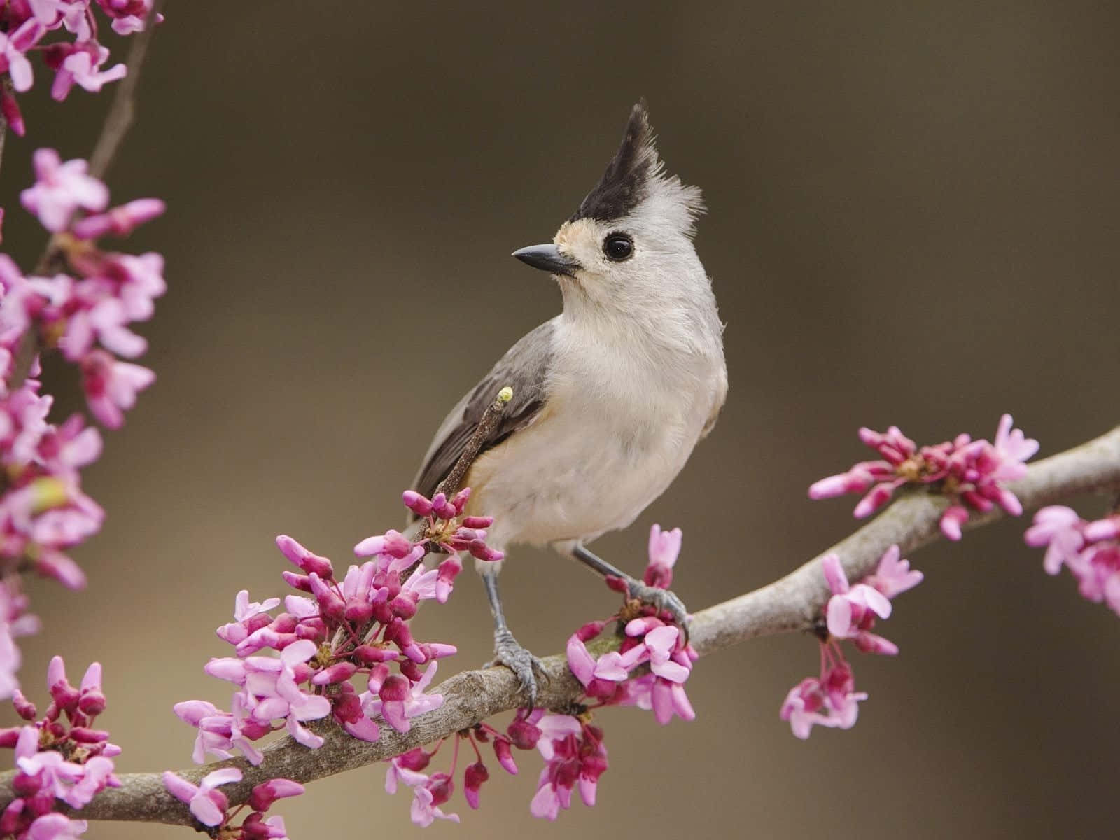 Titmouseon Blooming Branch.jpg Wallpaper