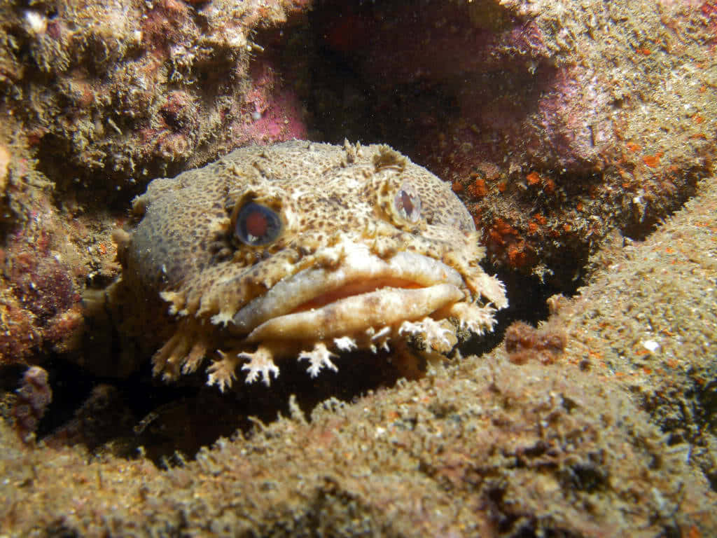 Toadfish Camouflaged Underwater Wallpaper