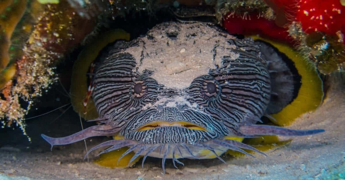 Toadfish Hiding Under Rock Wallpaper