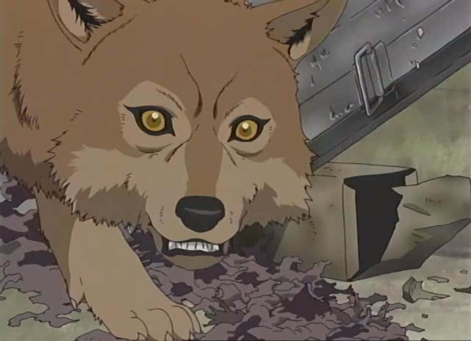 Toboe, The Loyal Young Wolf Of Wolf's Rain Wallpaper