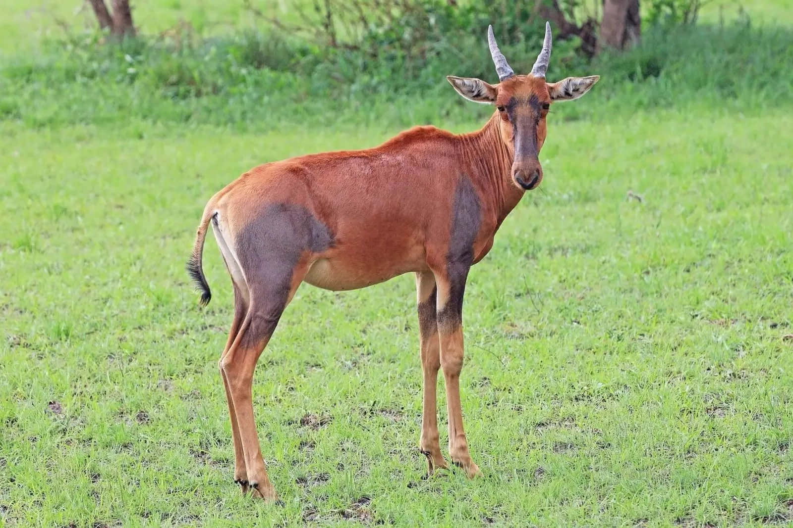 Topi Antelopein Grassland Habitat Wallpaper