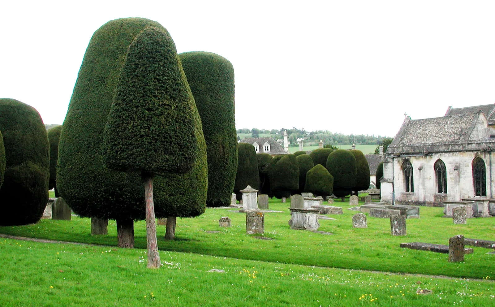 Topiary Treesin Historic Cemetery Gloucester U K Wallpaper