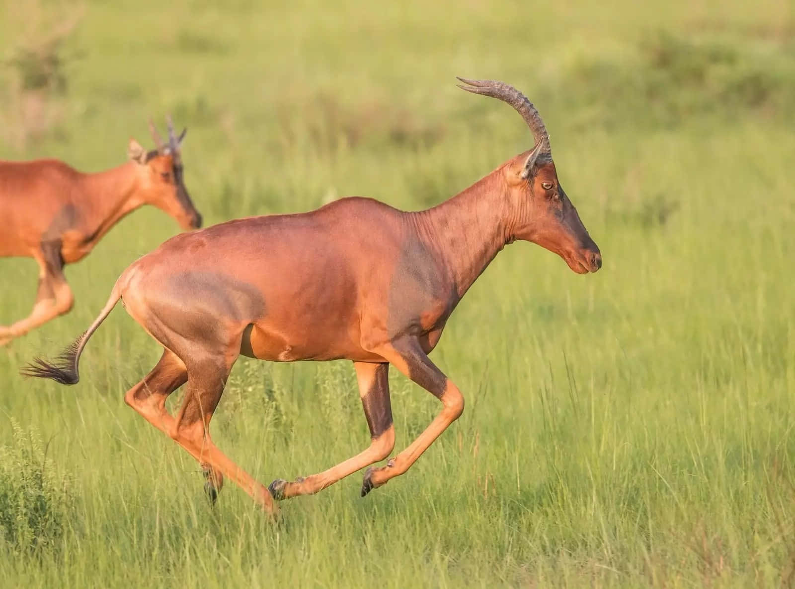 Topis Galloping Through Grassland Wallpaper