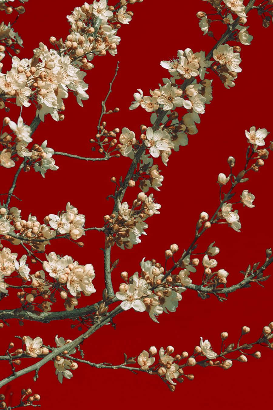 Traditional Japanese Torii Gateway In A Vibrant Red Wallpaper