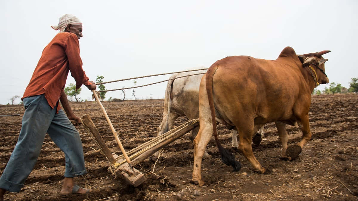 Traditional Plowingwith Oxen.jpg Wallpaper