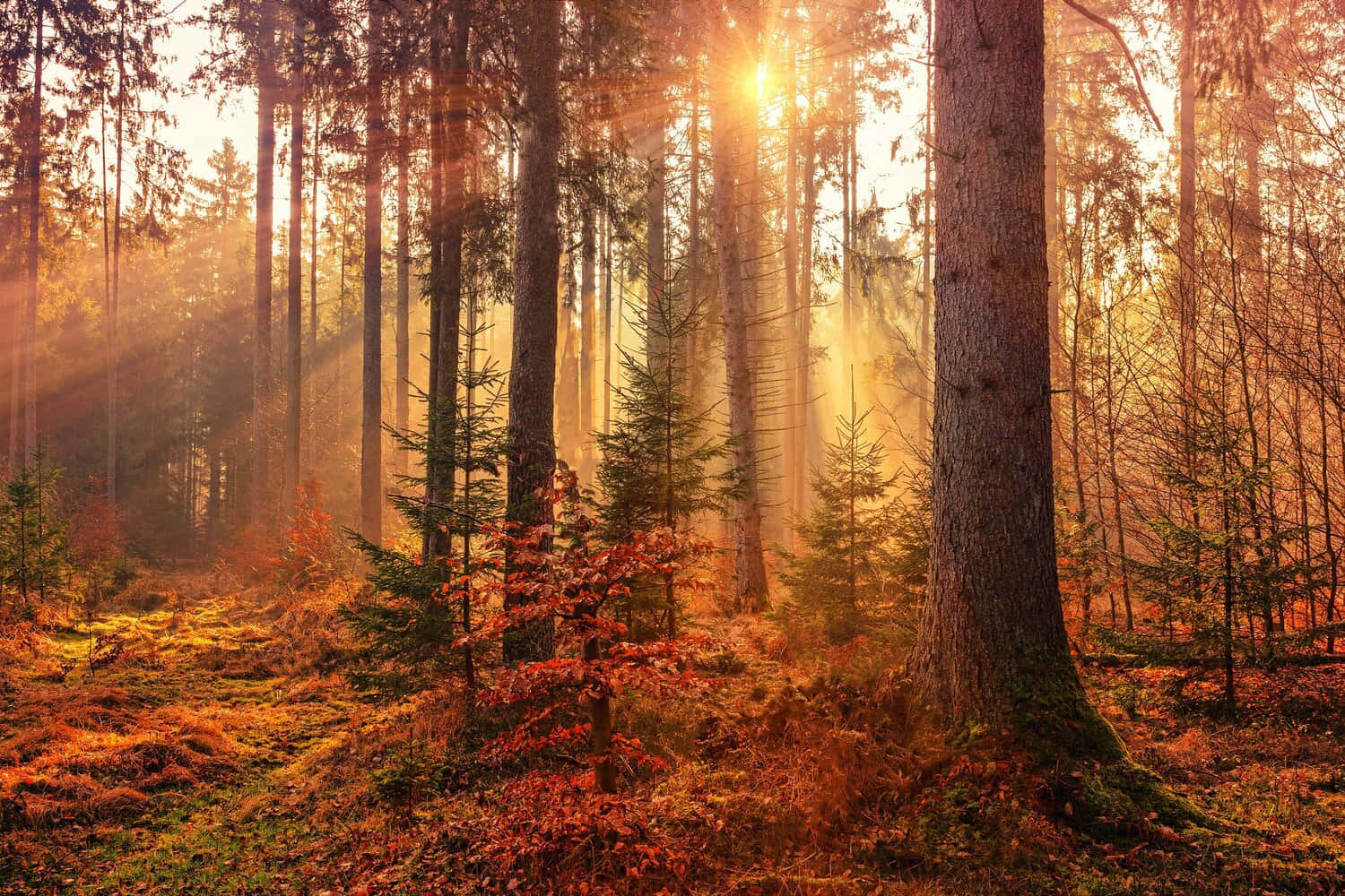 Tranquil Autumn Landscape By The Lake Wallpaper