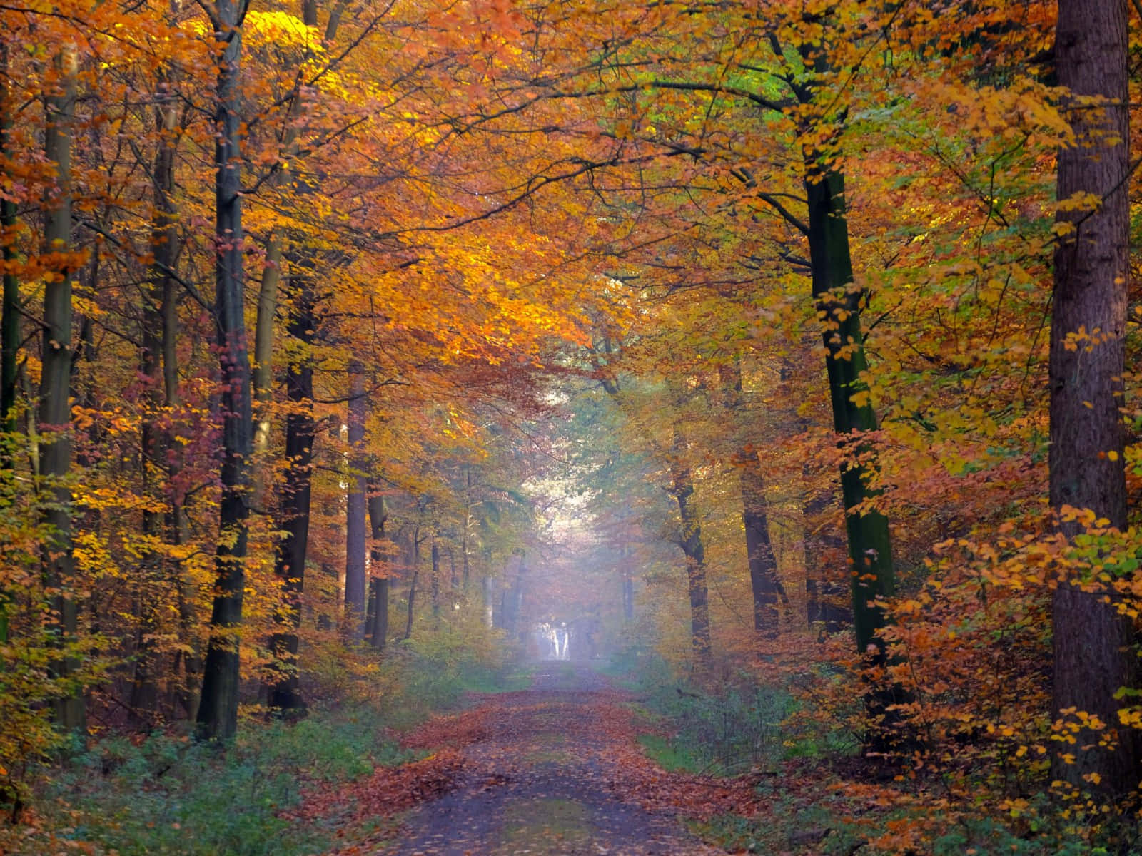 Tranquil Autumn Park Scene With Colorful Leaves Wallpaper