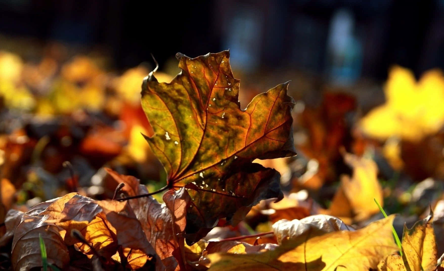 Tranquil Brown Autumn Forest Wallpaper