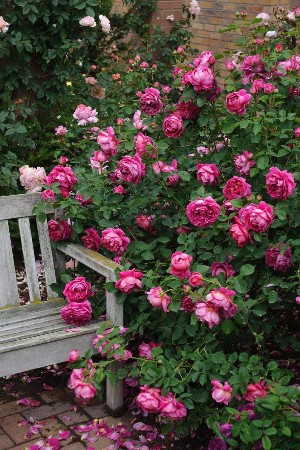 Tranquil English Rose Garden In Full Bloom Wallpaper