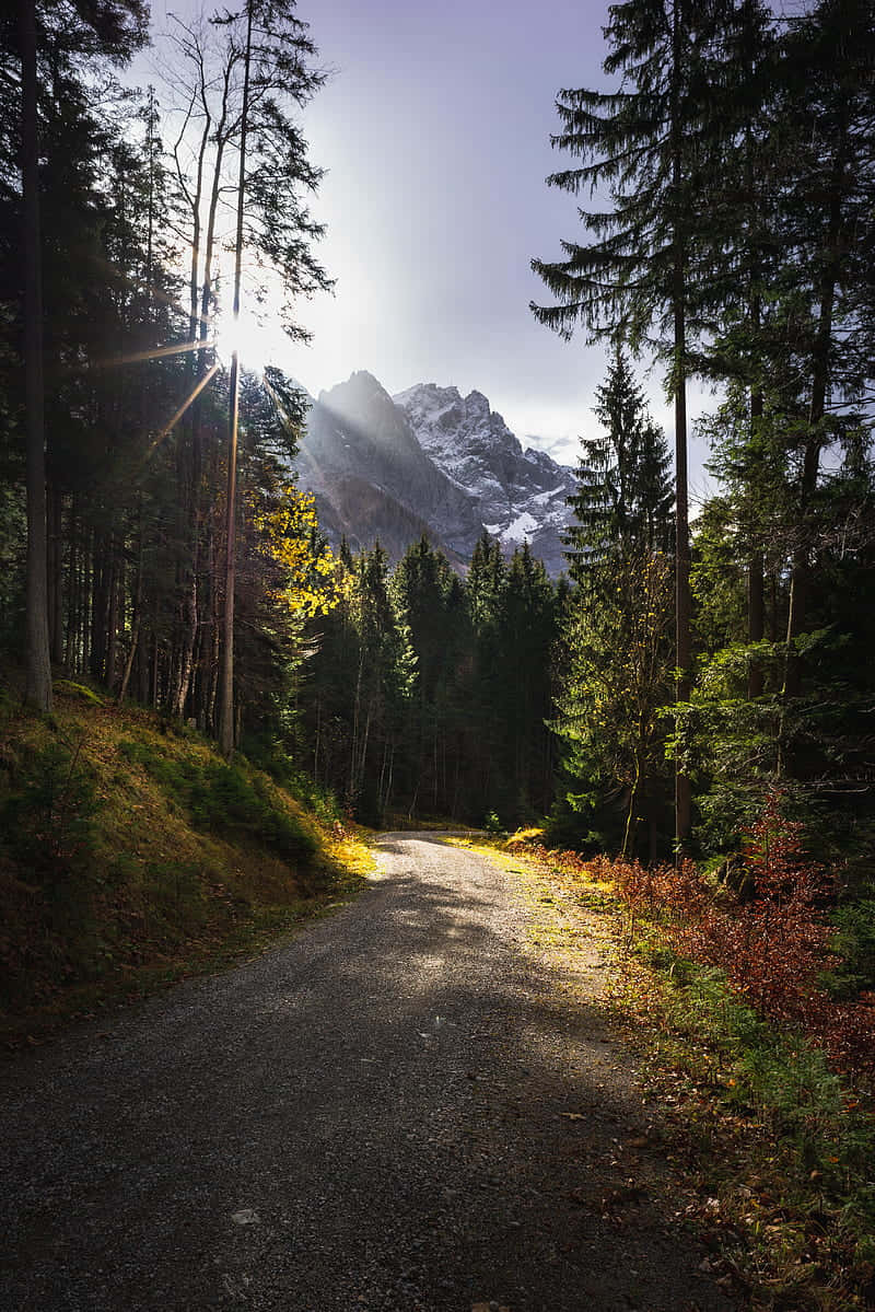 Tranquil Forest Path Leading To Majestic Mountain Vista Wallpaper