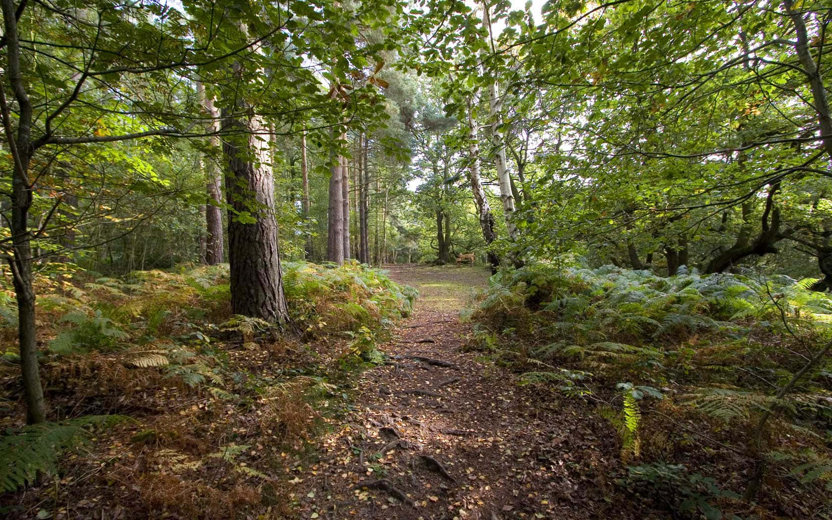 Tranquil Forest Path Wallpaper