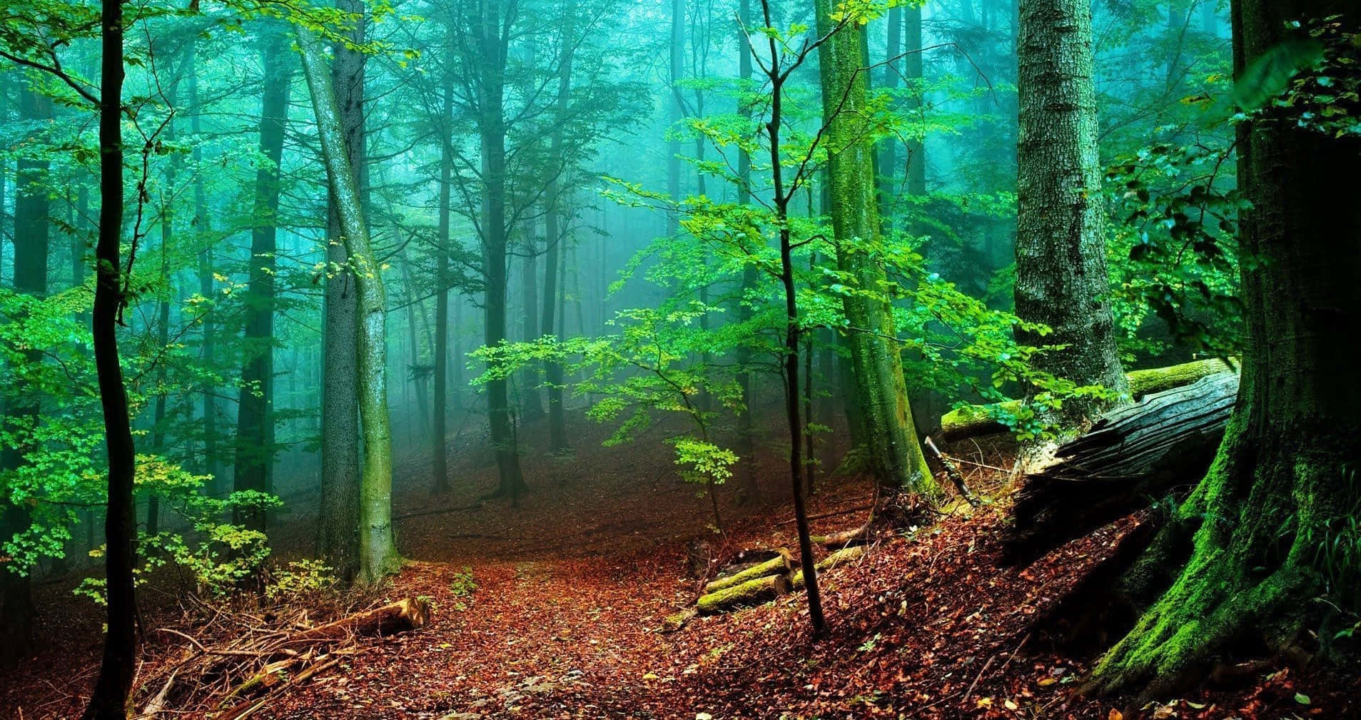 Tranquil Forest Pathway Wallpaper