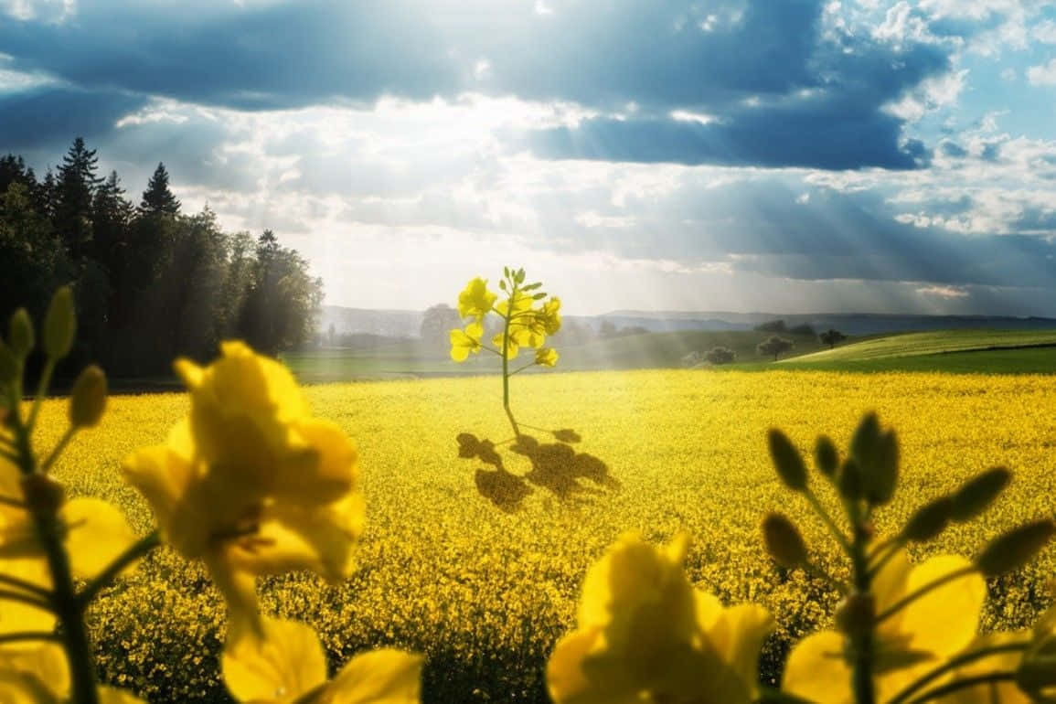 Tranquil Spring Fields In Full Bloom Wallpaper