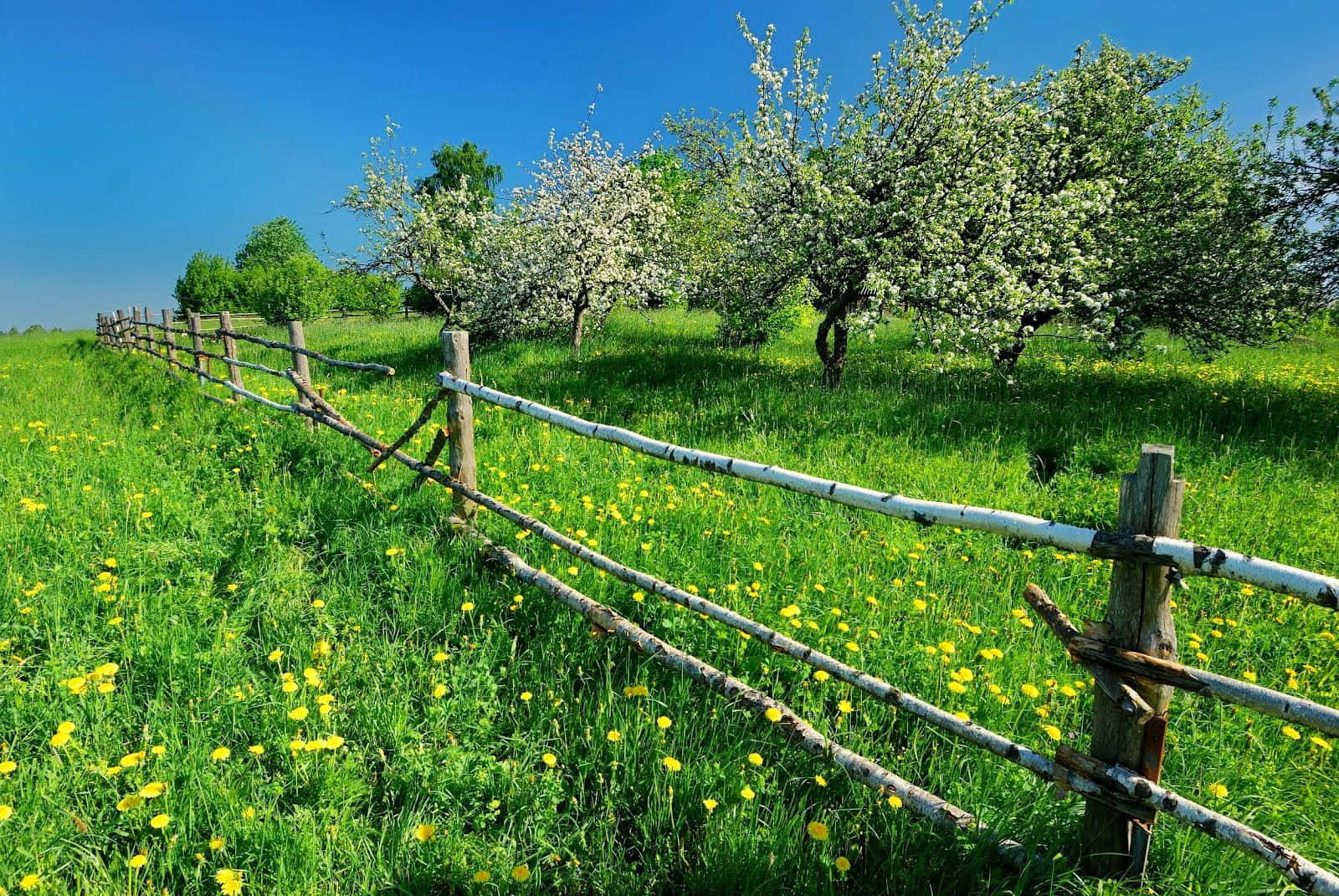 Tranquil Spring Meadow Wallpaper