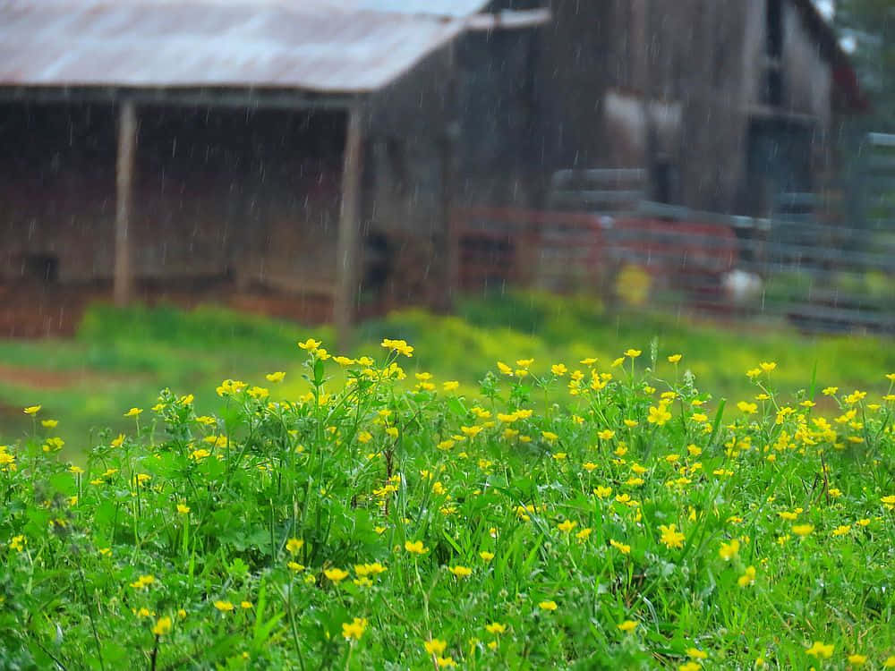 Tranquil Spring Showers Scene Wallpaper