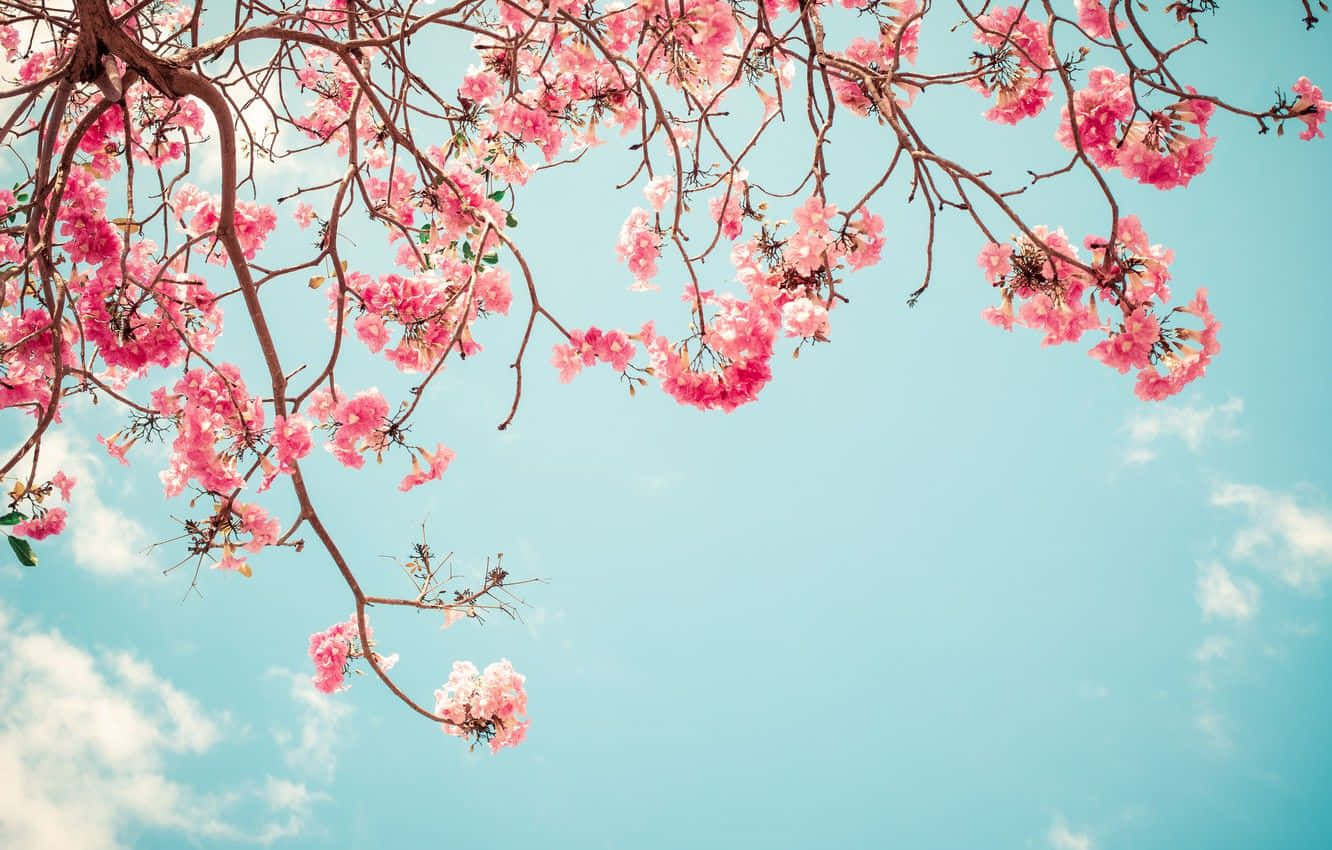 Tranquil Spring Sky Wallpaper