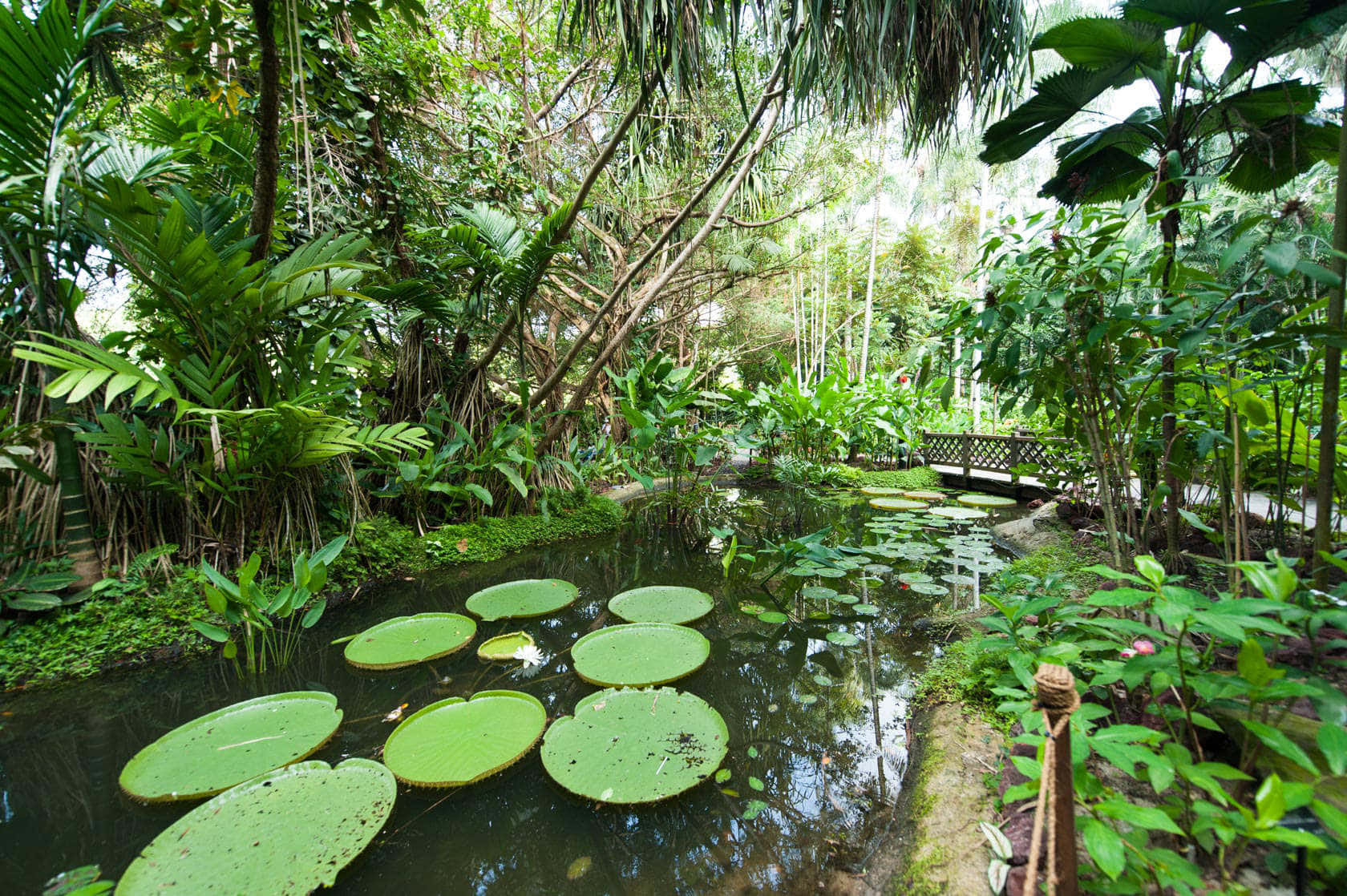 Tranquil Water Lily Pond Singapore Botanic Gardens Wallpaper