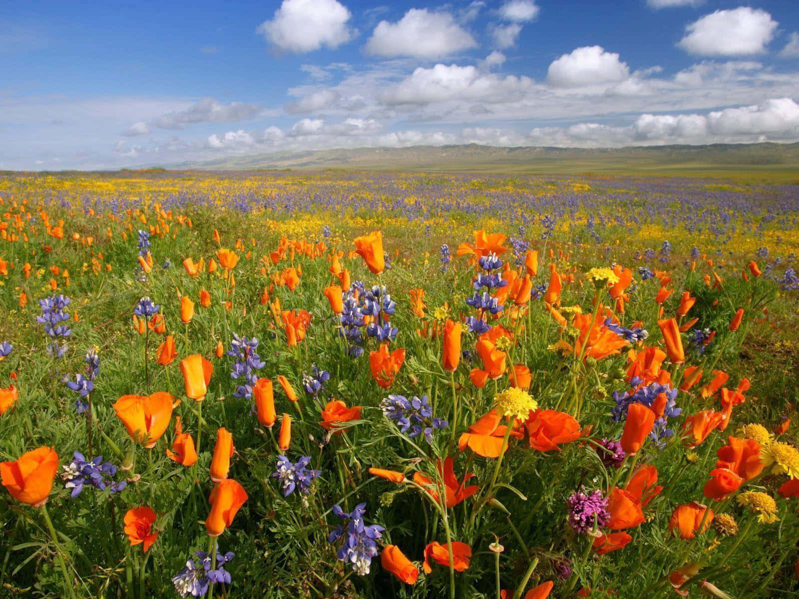 Tranquility Among Blooming Beauty Wallpaper