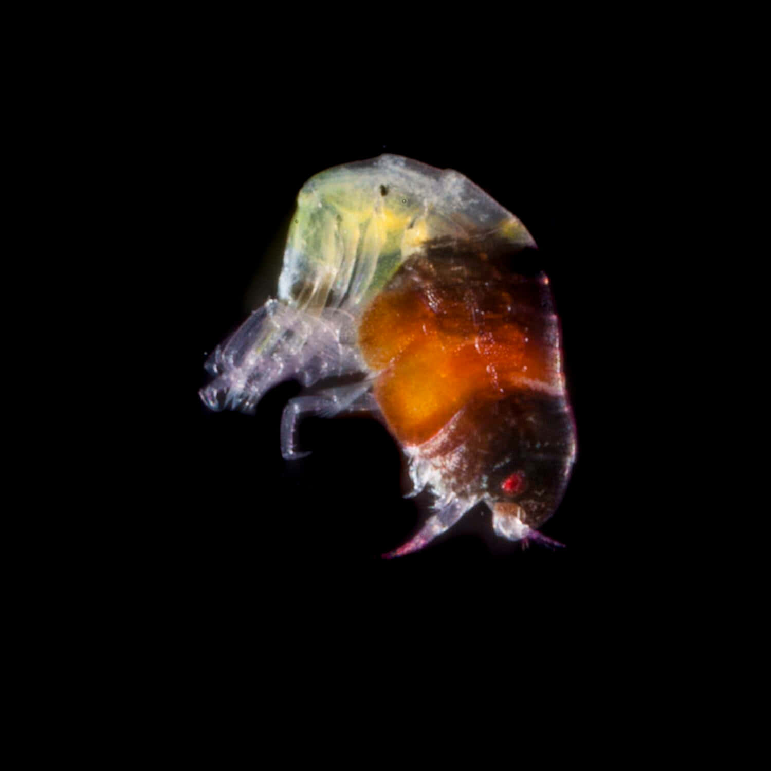 Transparent Amphipod Against Black Background Wallpaper