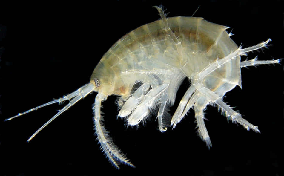 Transparent_ Amphipod_ Against_ Black_ Background.jpg Wallpaper