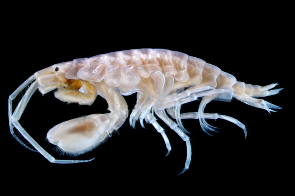 Transparent Amphipod Against Black Background.jpg Wallpaper