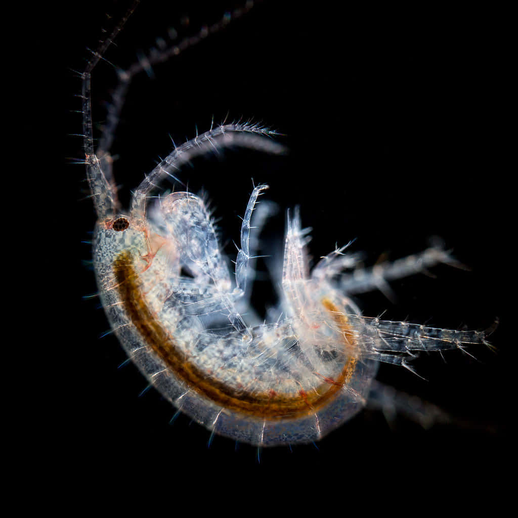 Transparent Amphipod Against Black Background Wallpaper