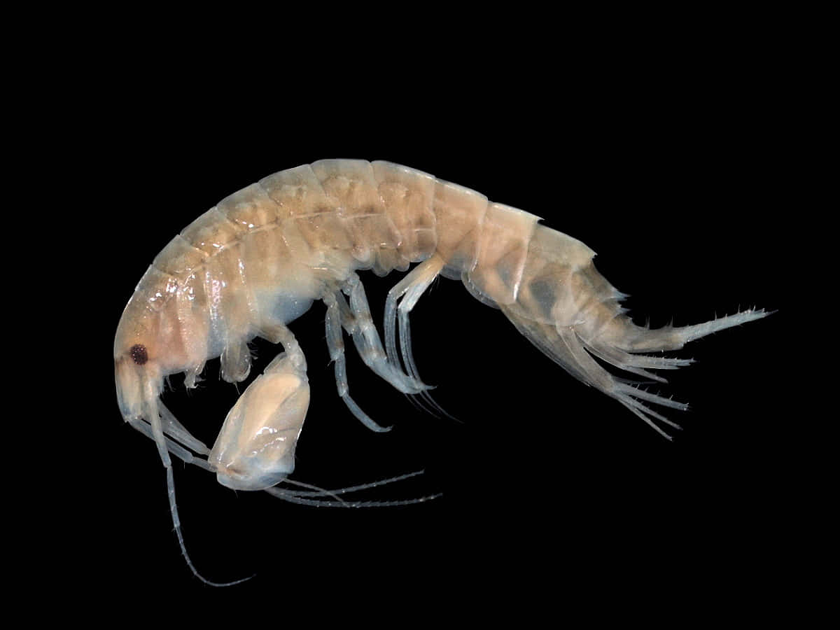 Transparent Amphipod Black Background Wallpaper