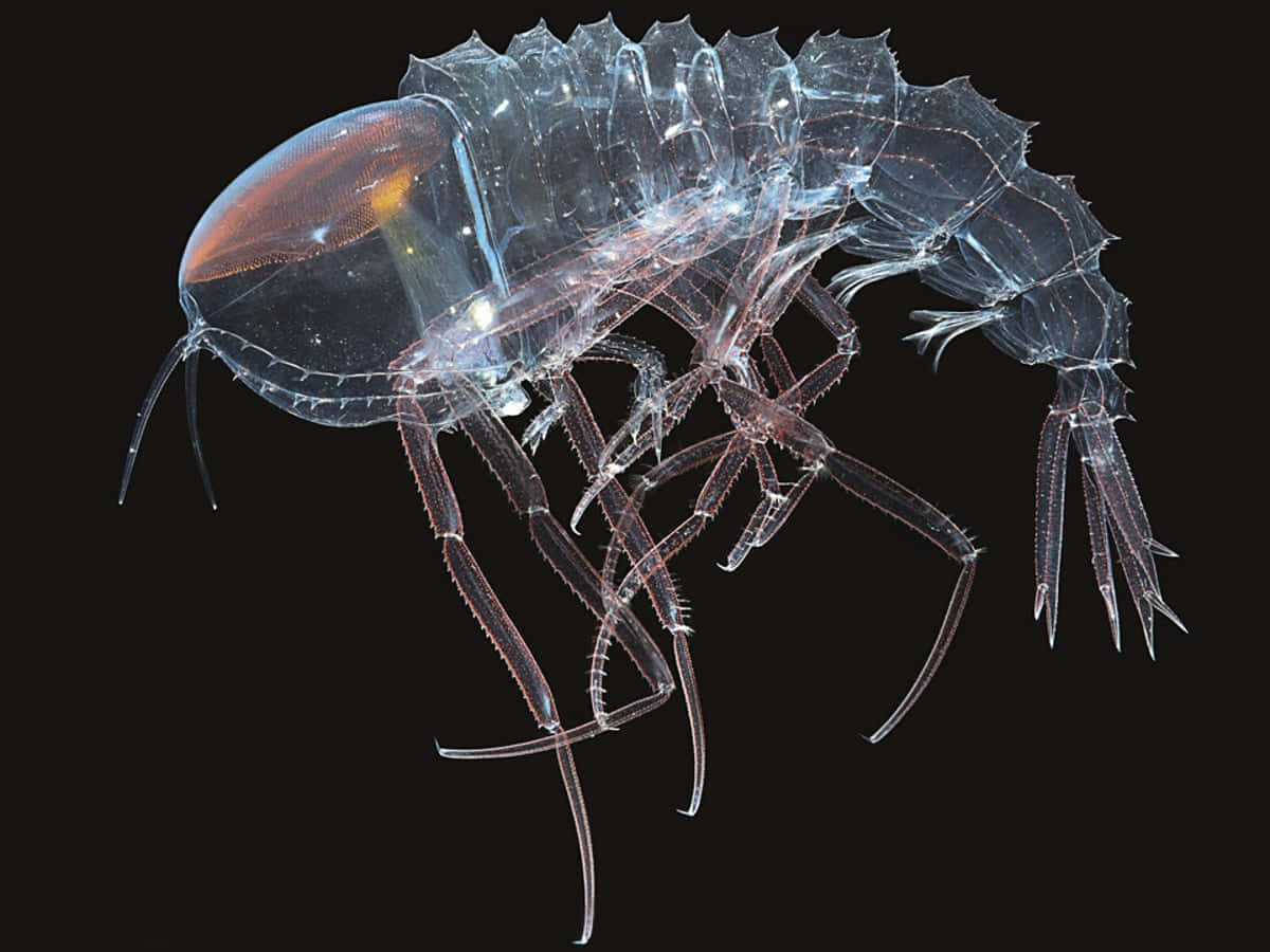 Transparent Crustacean Species Wallpaper