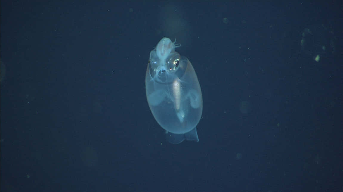 Transparent Glass Squid In Deep Sea Wallpaper