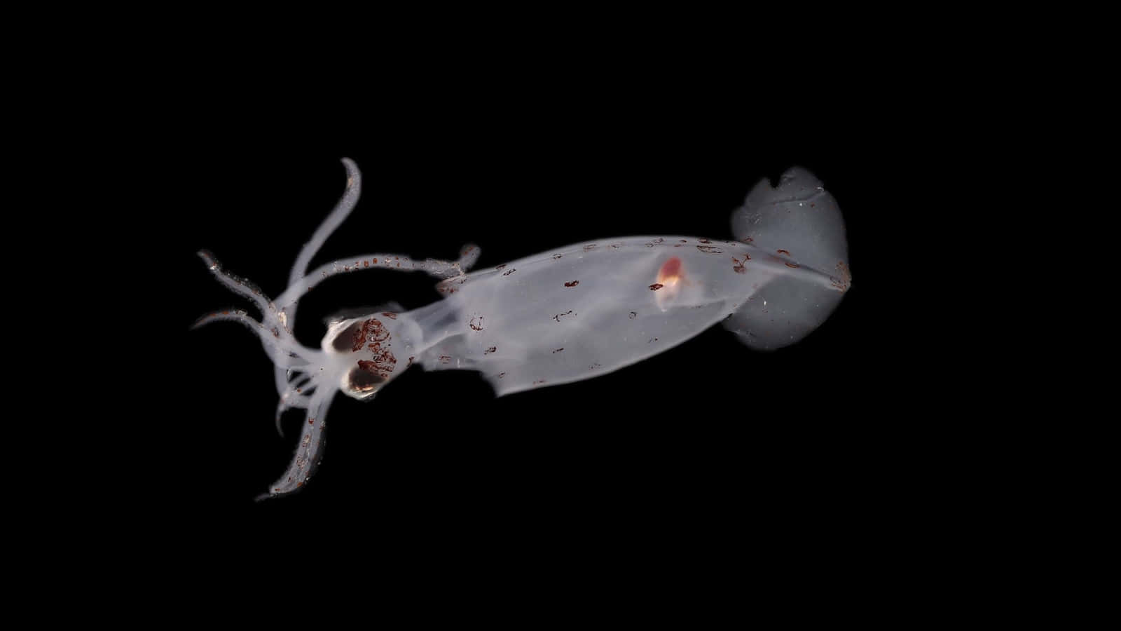 Transparent Glass Squid In Deep Sea Wallpaper