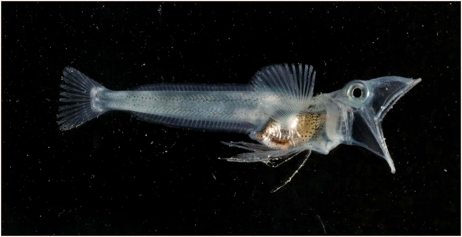 Transparent Icefish Swimmingin Dark Waters Wallpaper