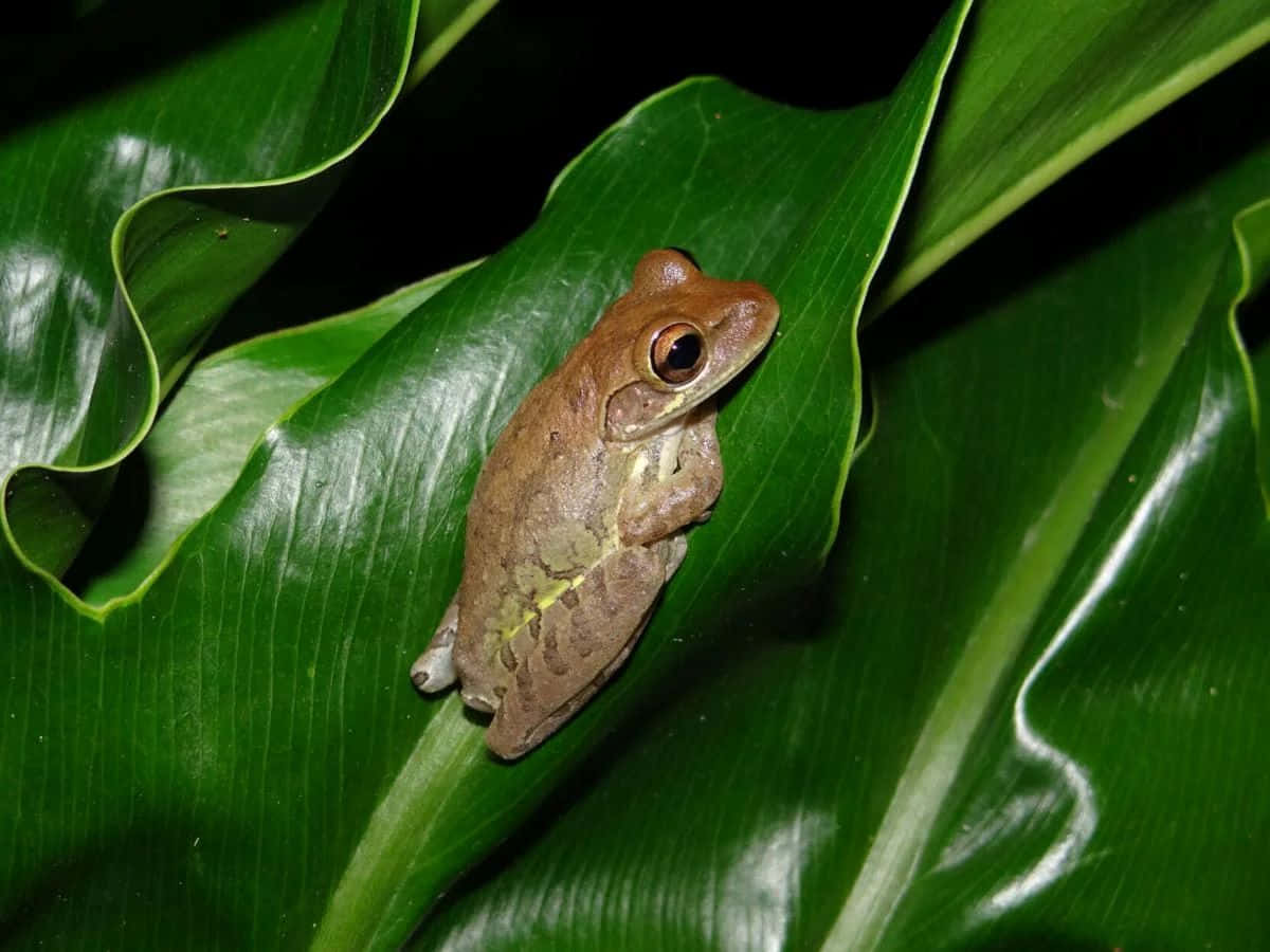 Tree Frog Restingon Green Leaf Wallpaper