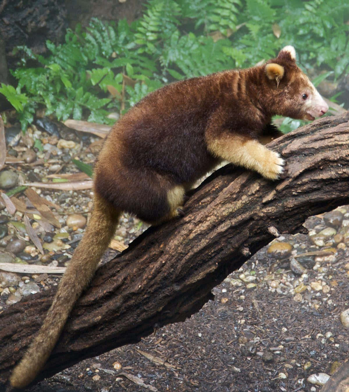 Tree Kangaroo On Branch Wallpaper