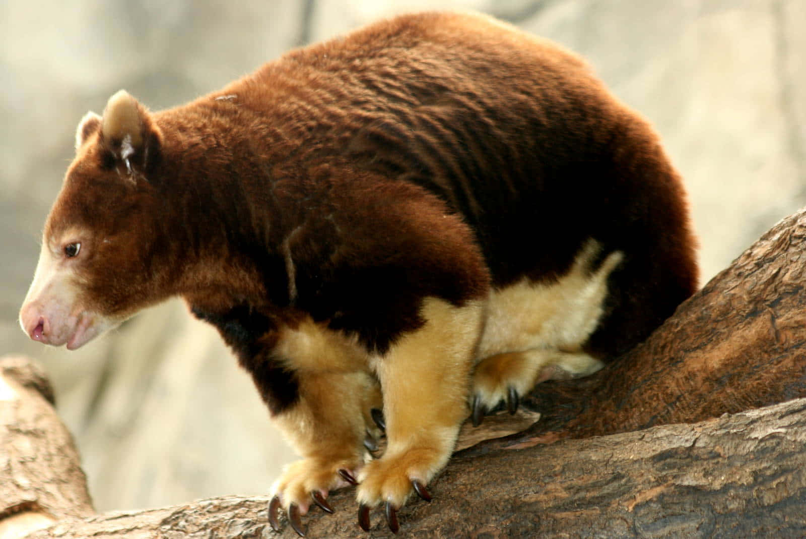 Tree Kangaroo On Branch Wallpaper