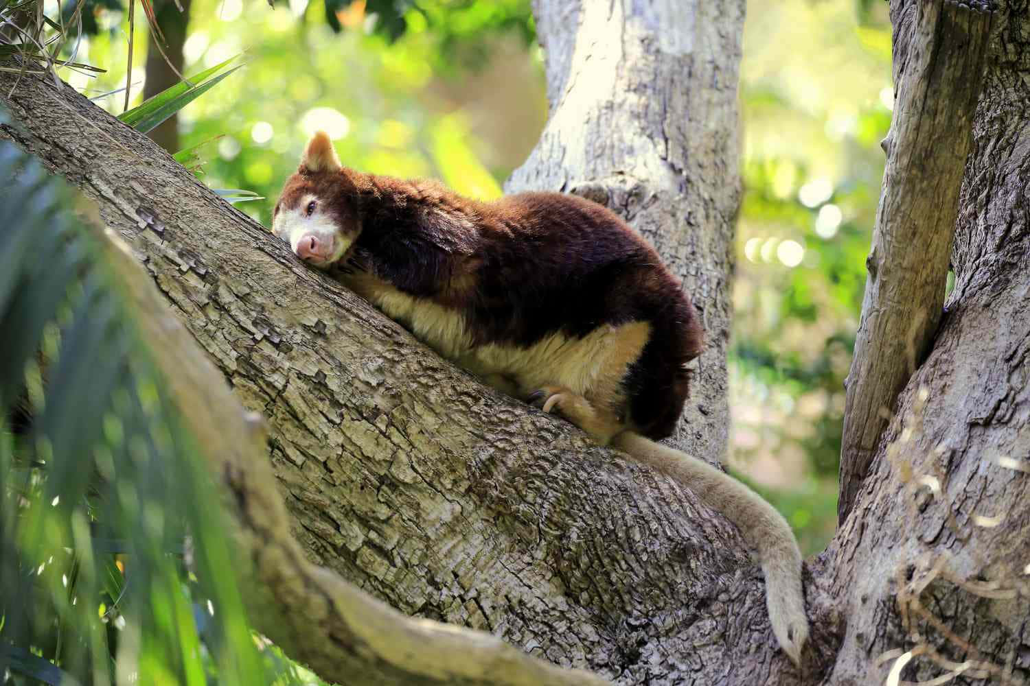 Tree Kangaroo Restingon Branch Wallpaper