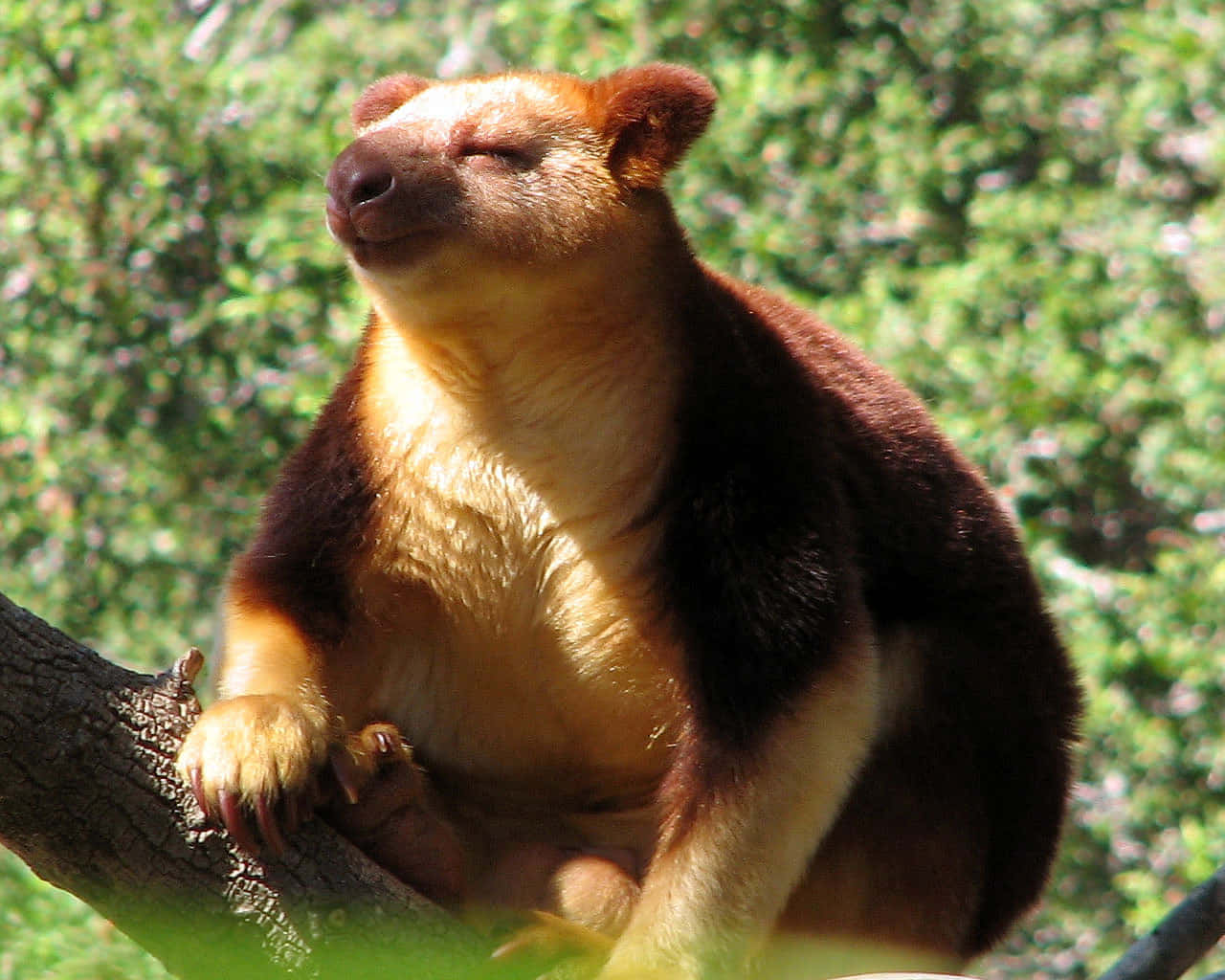 Tree Kangaroo Sunbathingon Branch Wallpaper