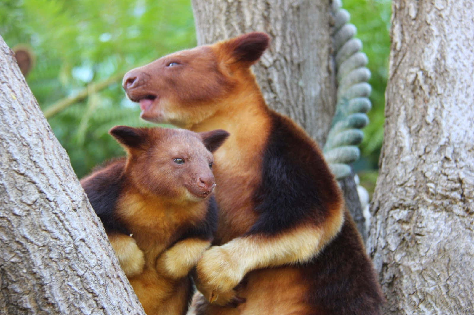 Tree Kangarooand Joey Cuddling Wallpaper