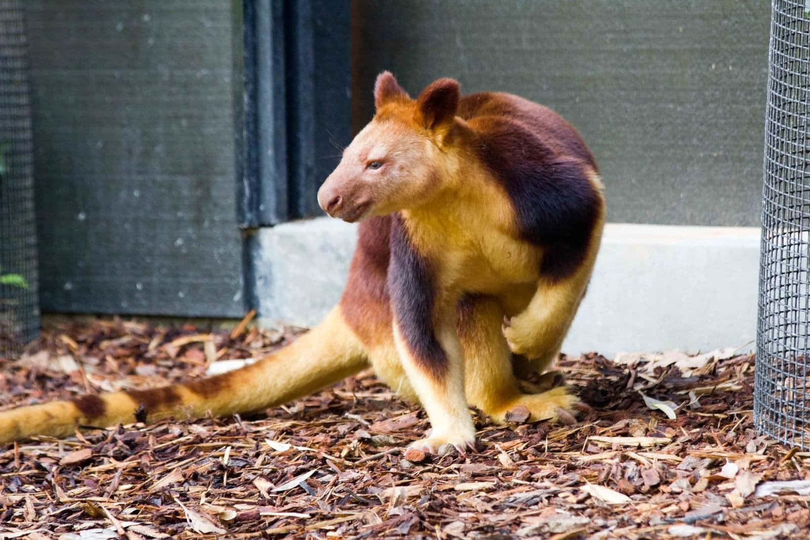 Tree Kangarooin Habitat.jpg Wallpaper